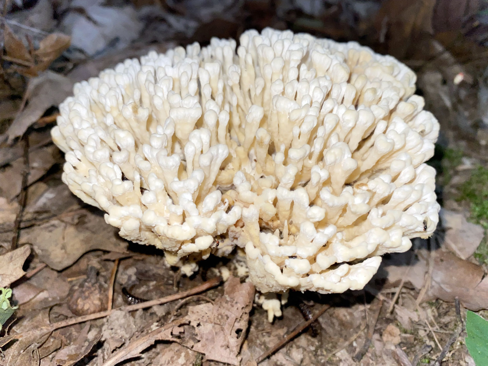 NN 15 - Jellied False Coral Fungus